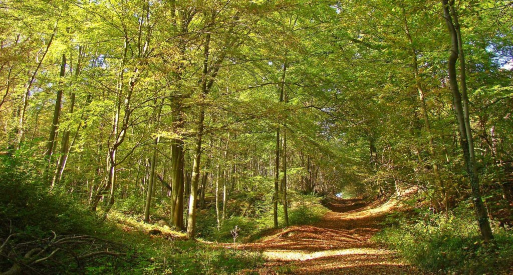 4_foret-de-st-gobainaisnepicardie
